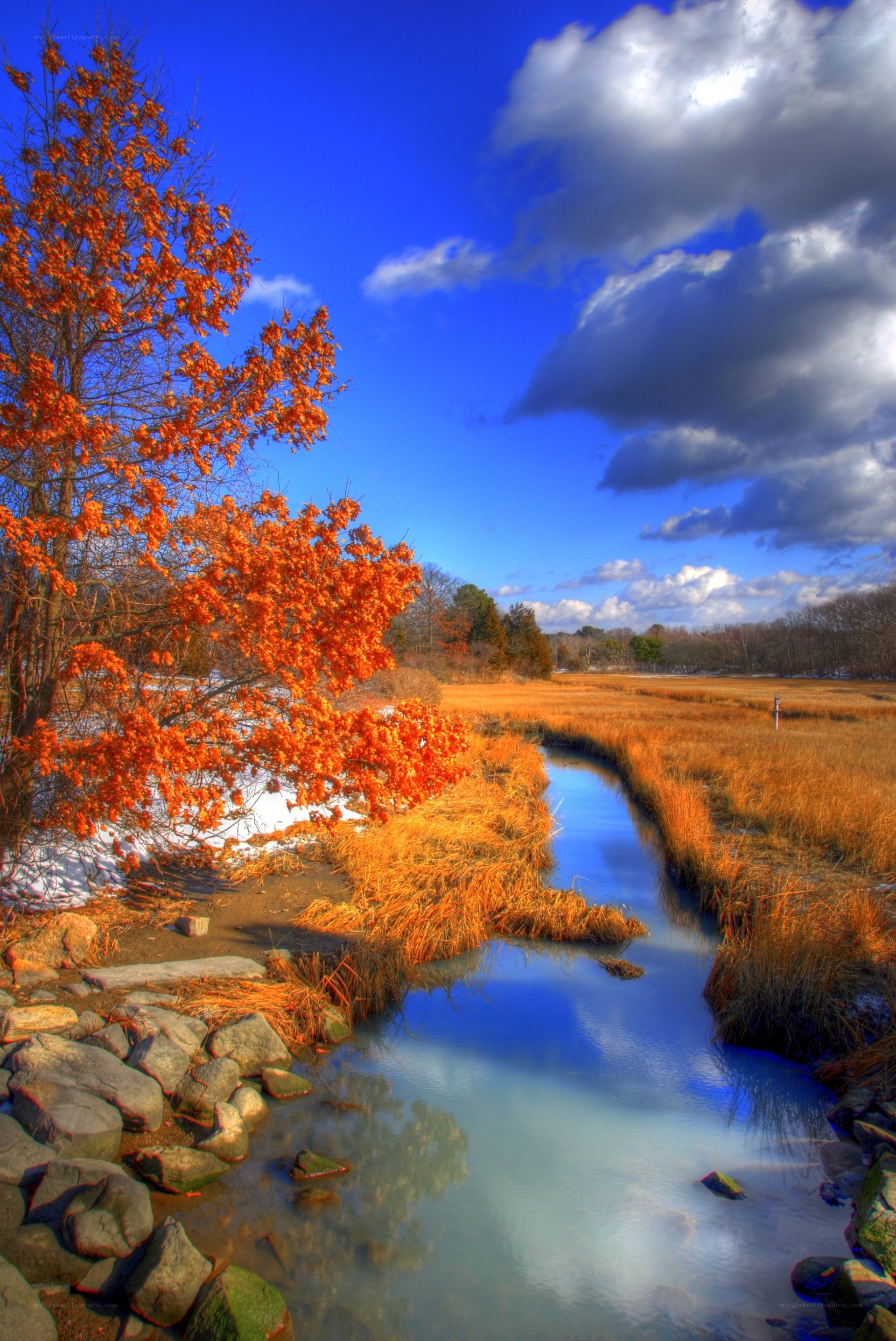 Autumn stream with orange tree