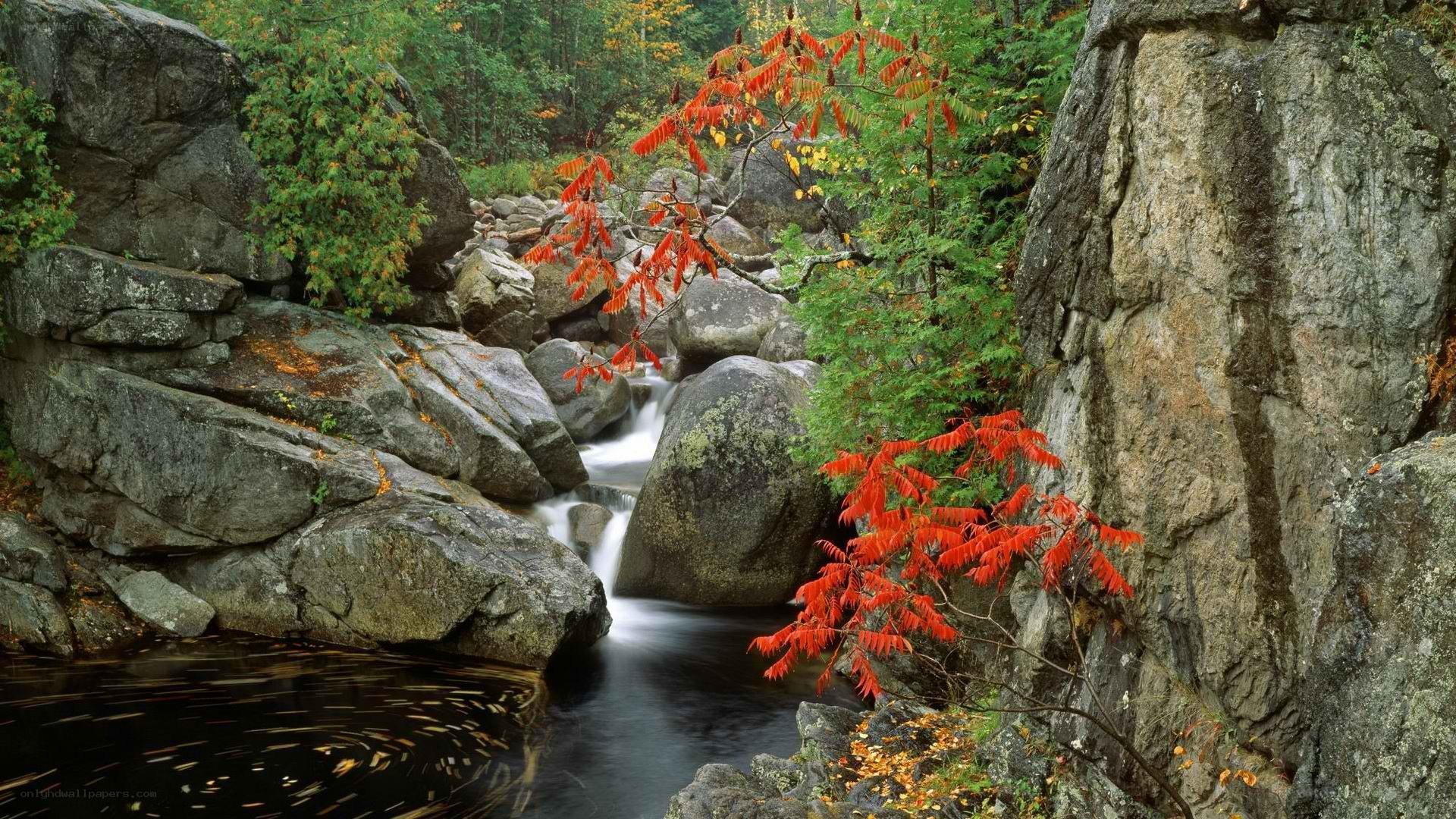 autumn stream with red foliage
