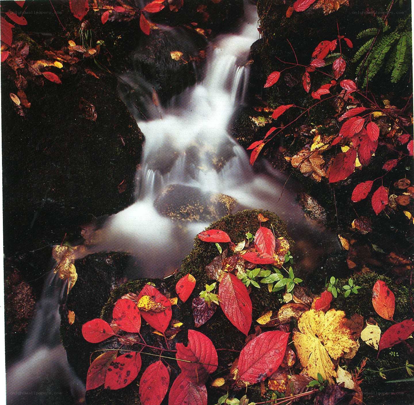 Autumn stream with red leaves
