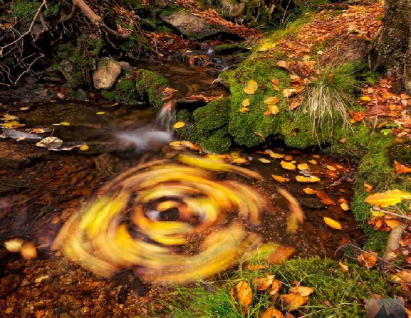 Autumn Stream with Swirl