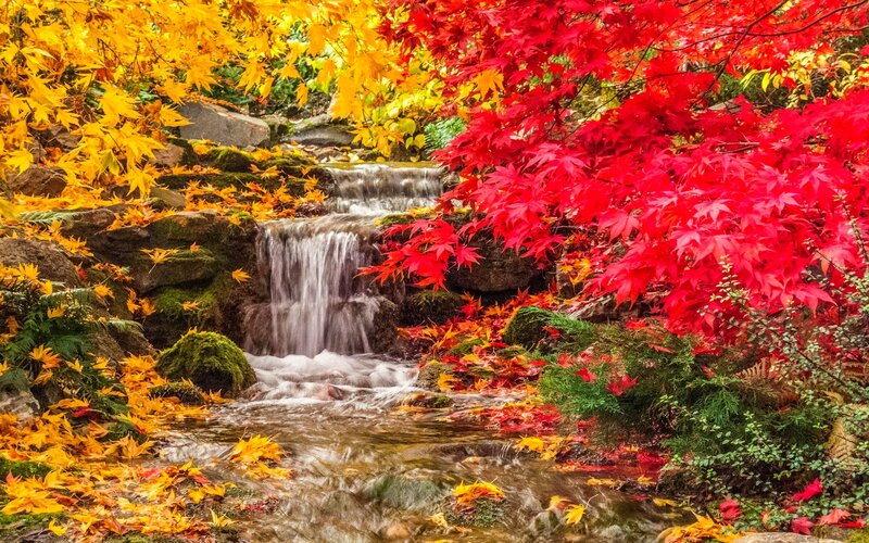 Autumn Stream with Waterfall — Red