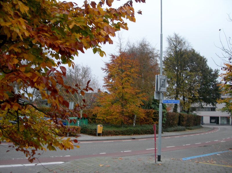 Autumn Street Scene — Orange, Calm