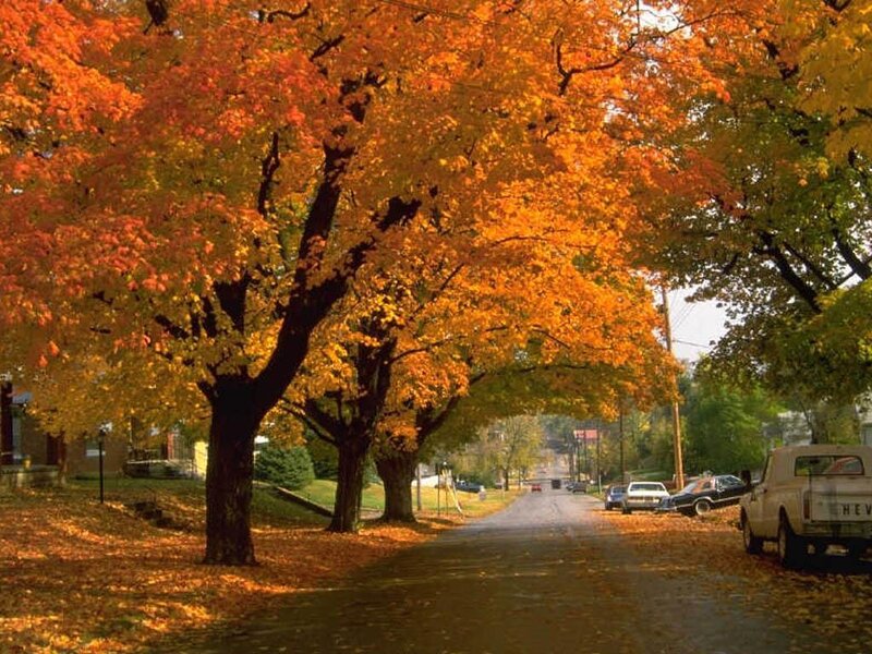 Autumn street with colorful trees