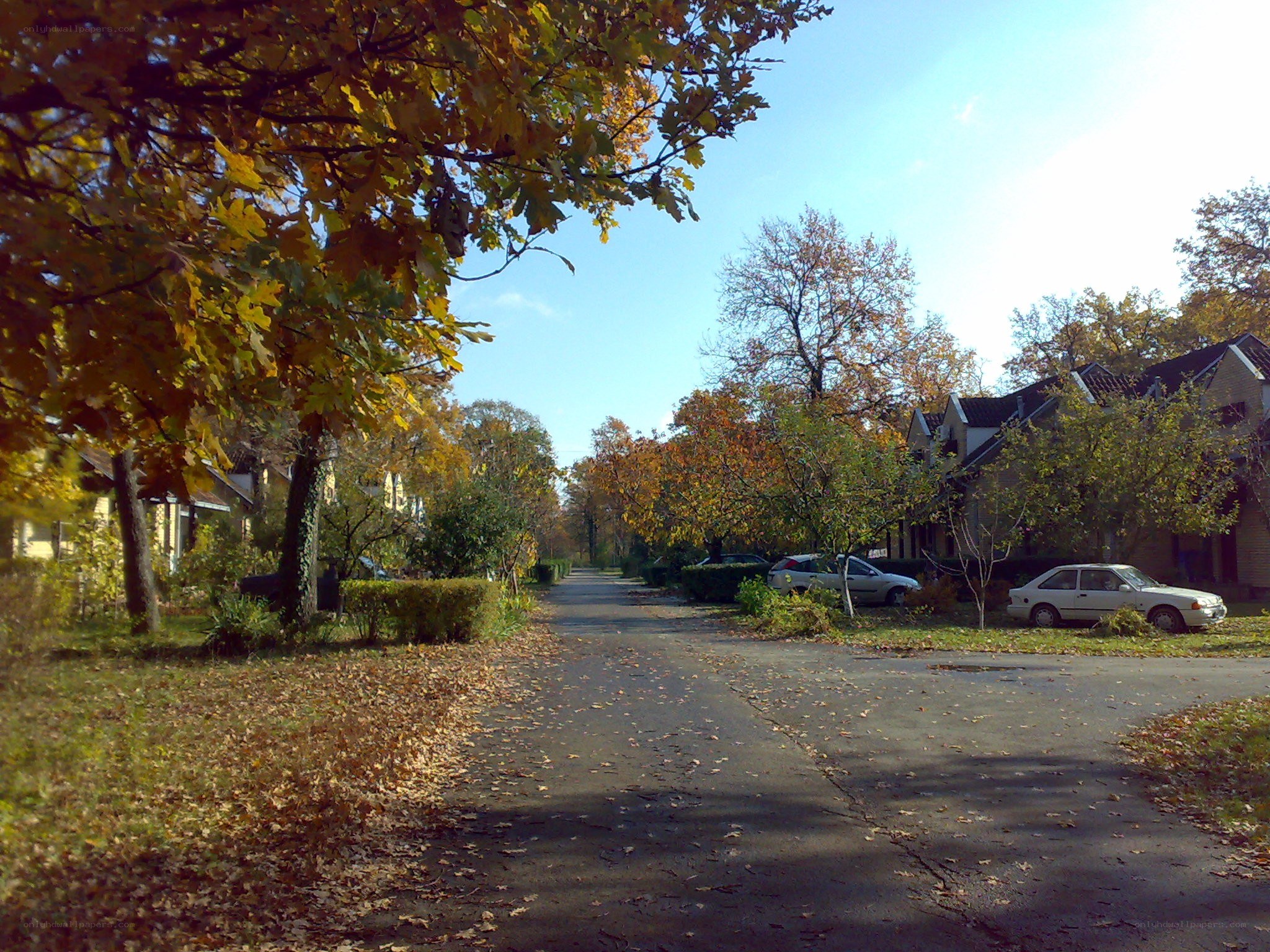 Autumn street with fallen leaves
