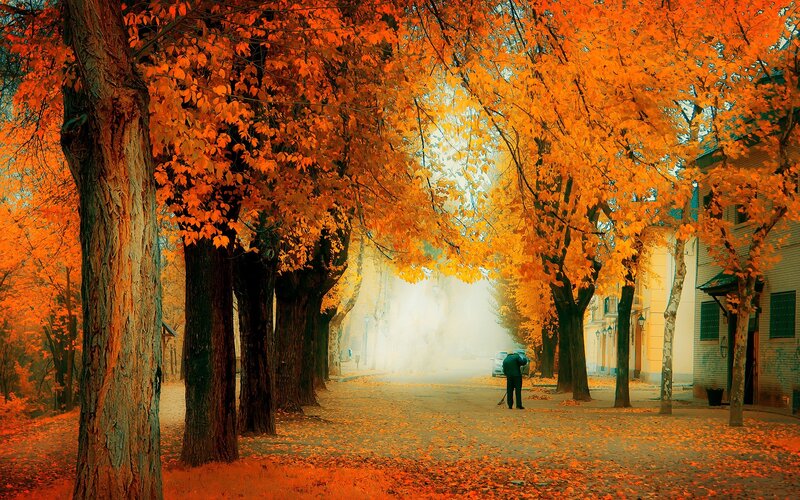 Autumn street with golden leaves
