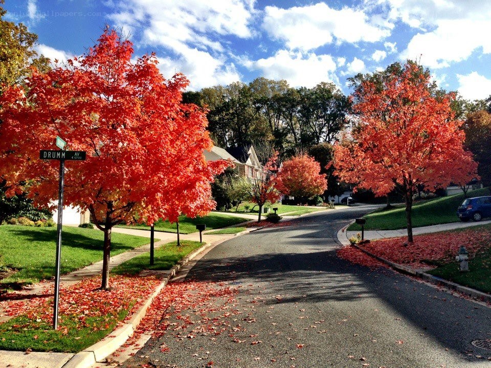 Autumn street with red trees