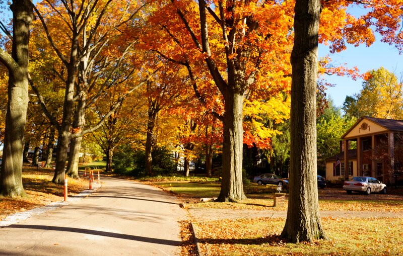 Autumn Street with Trees — Orange, Serene
