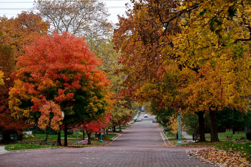 Autumn Street with Trees — Red, Serene