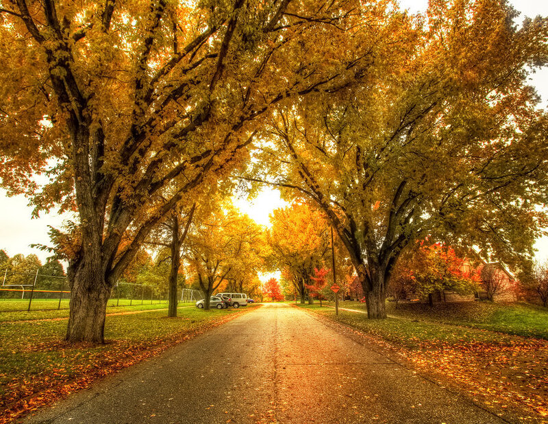 Autumn Street with Trees