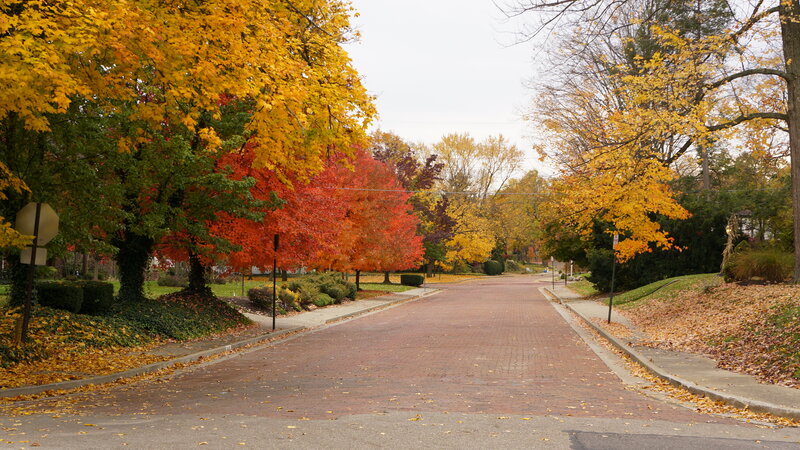 Autumn Street with Trees — Yellow, Serene, Photograph, Road