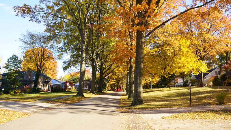 Autumn Street with Trees — Yellow, Serene