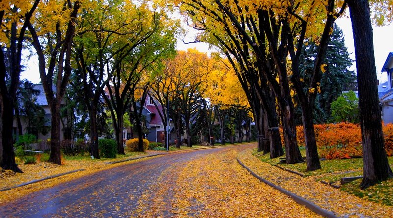 Autumn Street with Yellow Leaves — Serene, Photograph