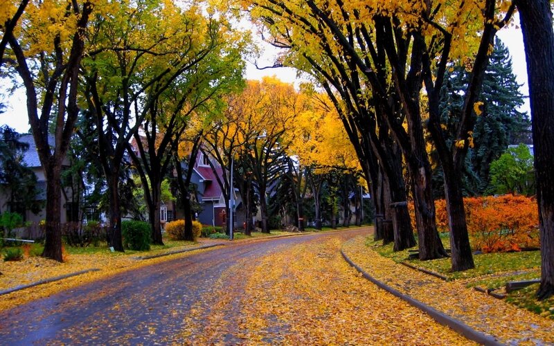 Autumn Street with Yellow Leaves — Serene