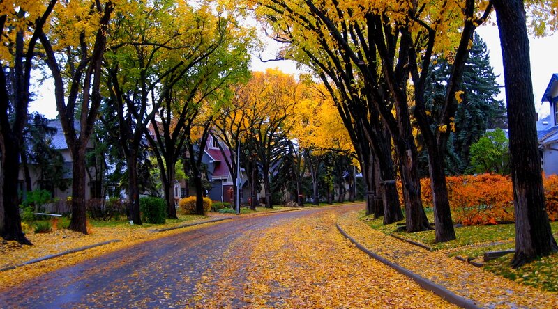 Autumn Street with Yellow Leaves