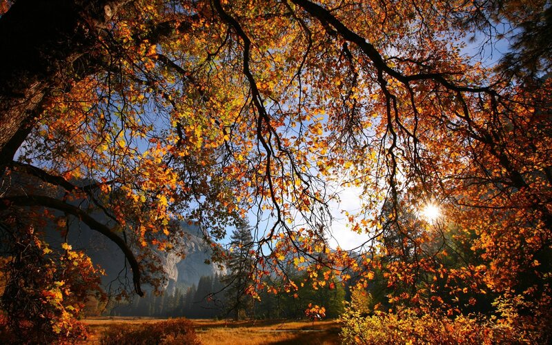 Autumn sunlight through trees