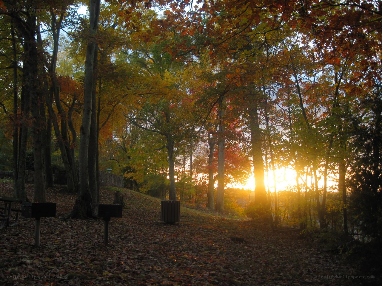 Autumn sunset in the woods