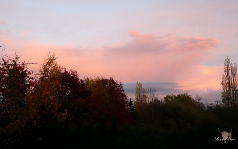 Autumn sunset over trees
