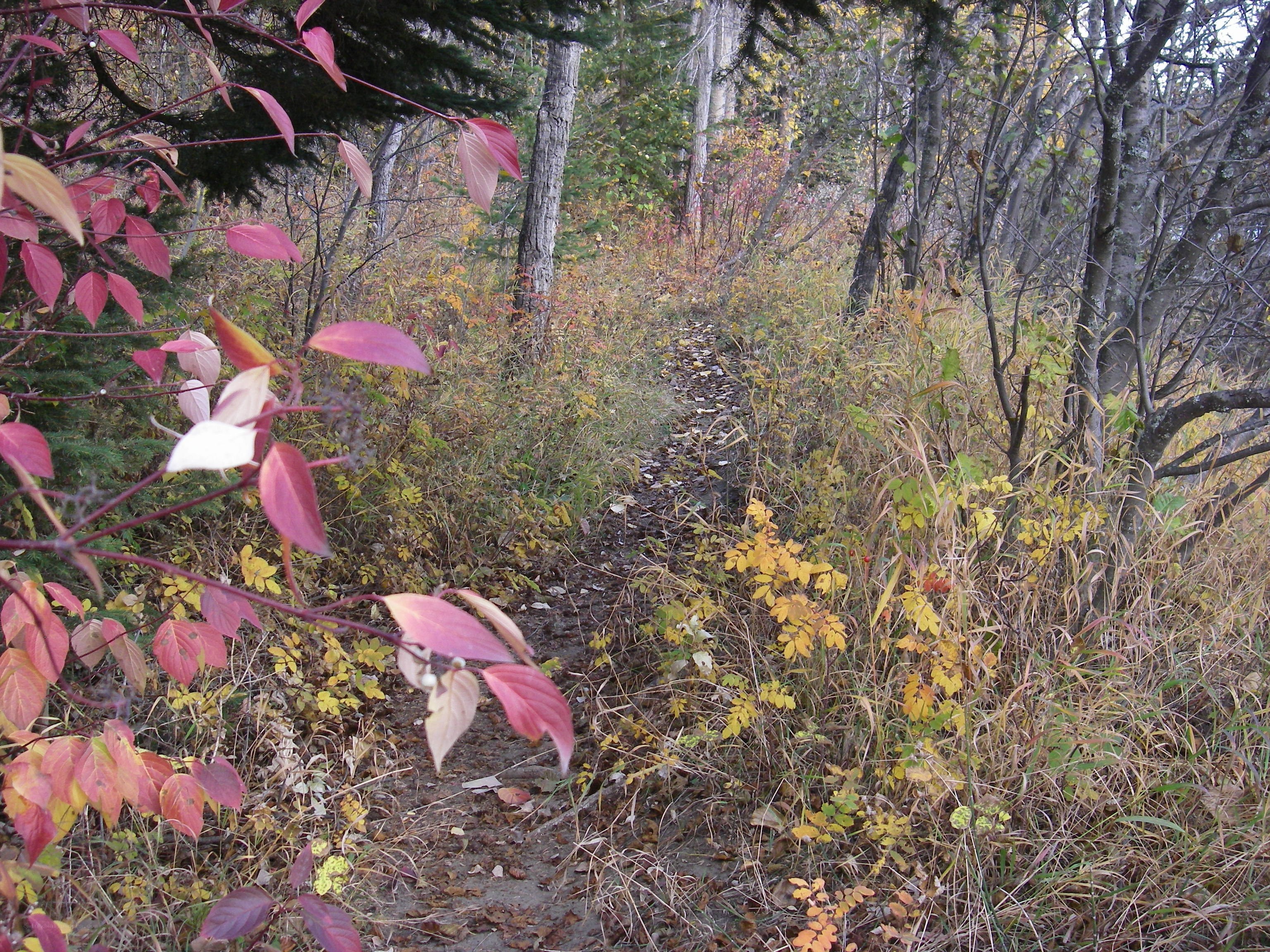Autumn trail in the forest