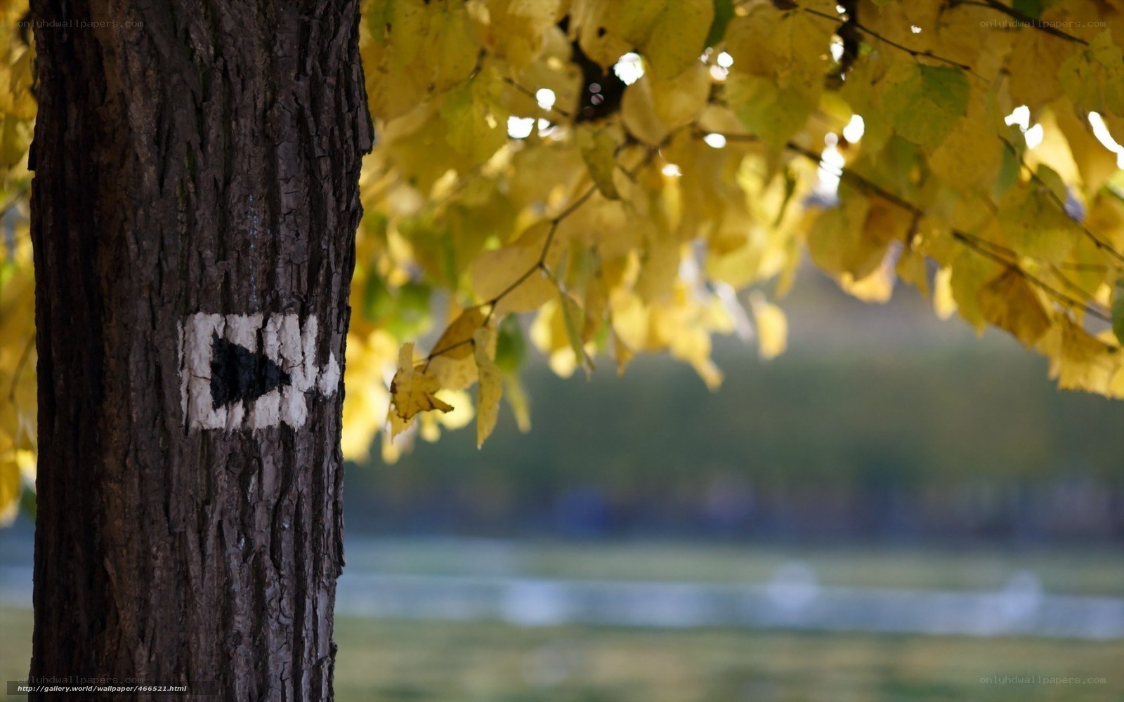 Autumn trail marker on tree