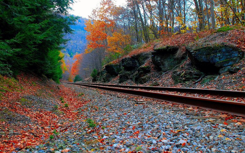 Autumn train tracks in forest