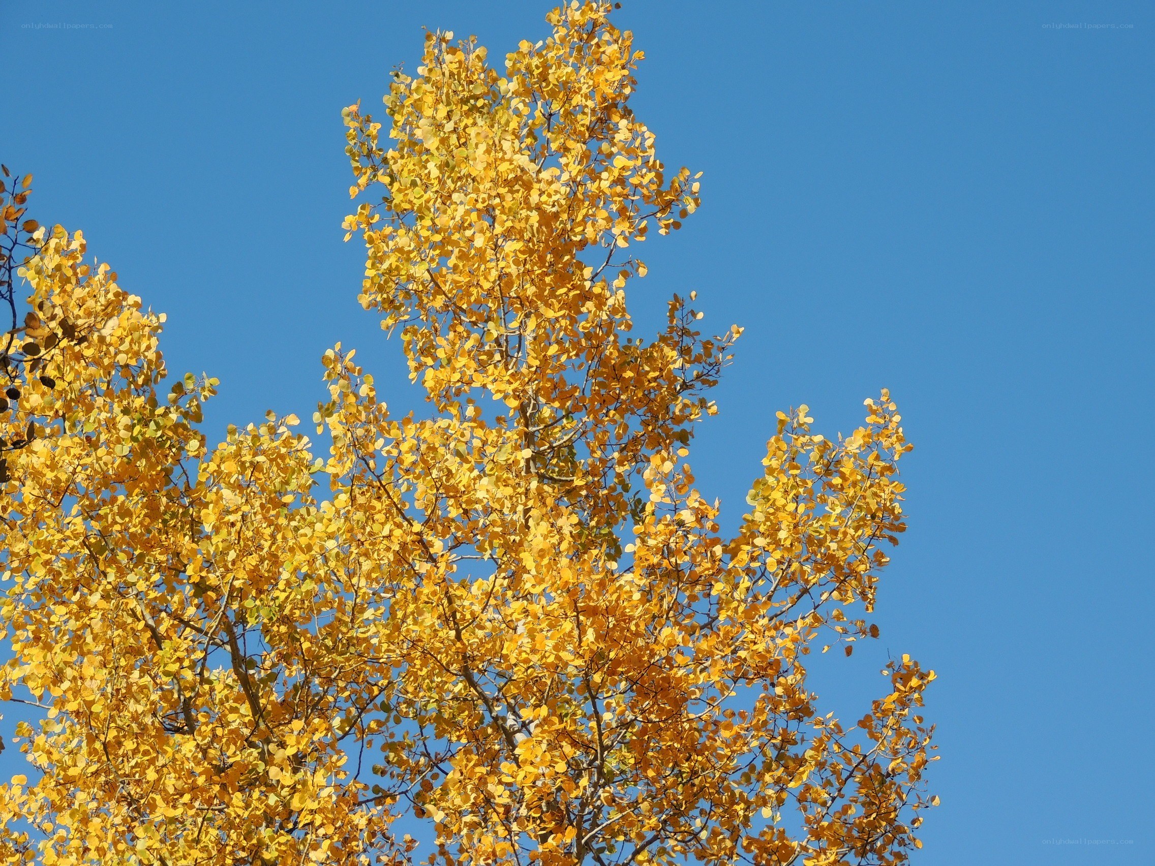 Autumn tree against blue sky