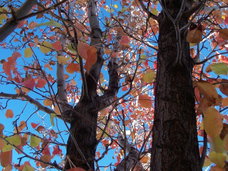 Autumn tree against blue sky