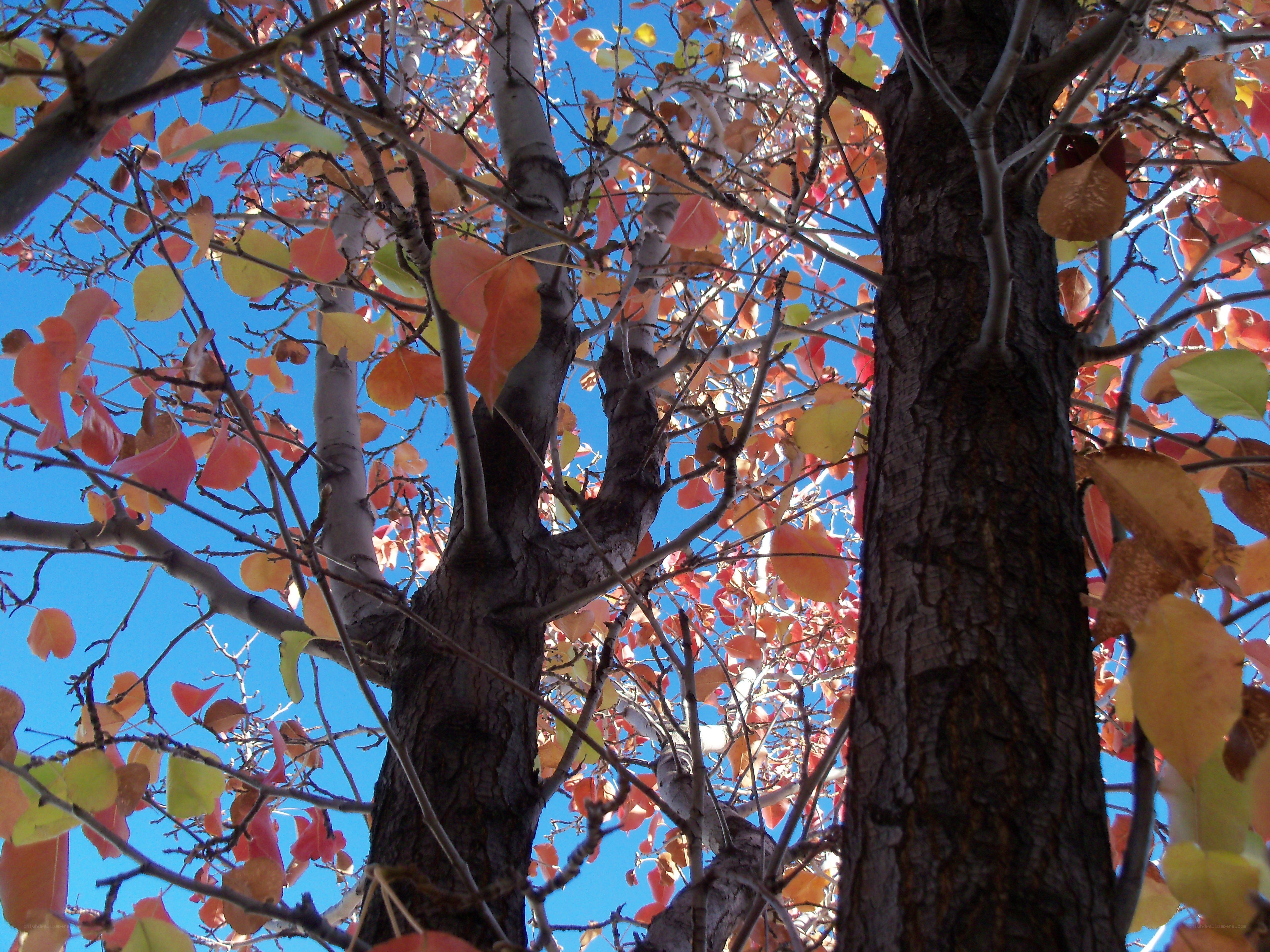 Autumn tree against blue sky