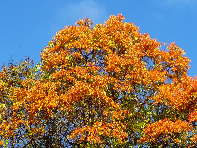 Autumn tree against blue sky