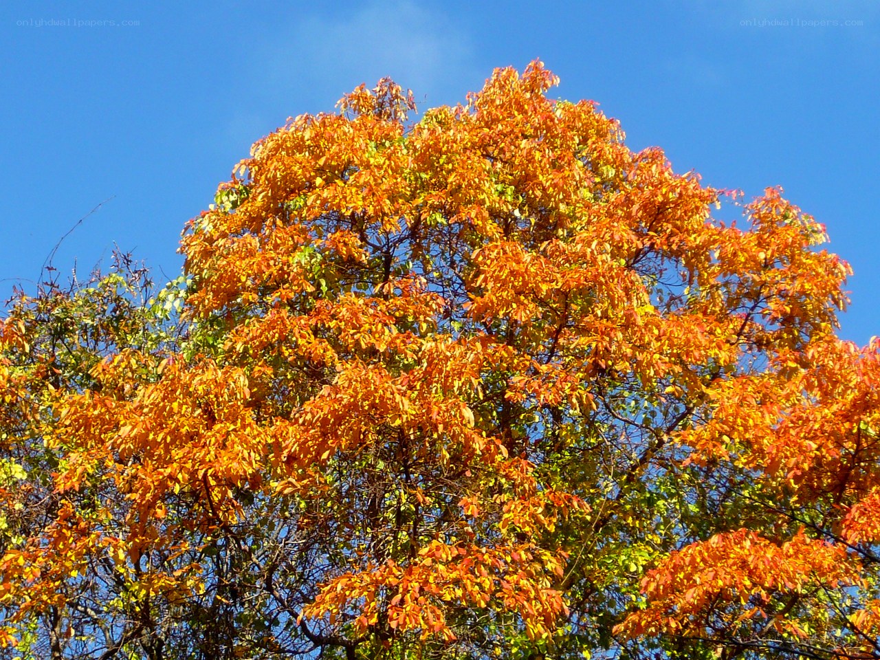 Autumn tree against blue sky