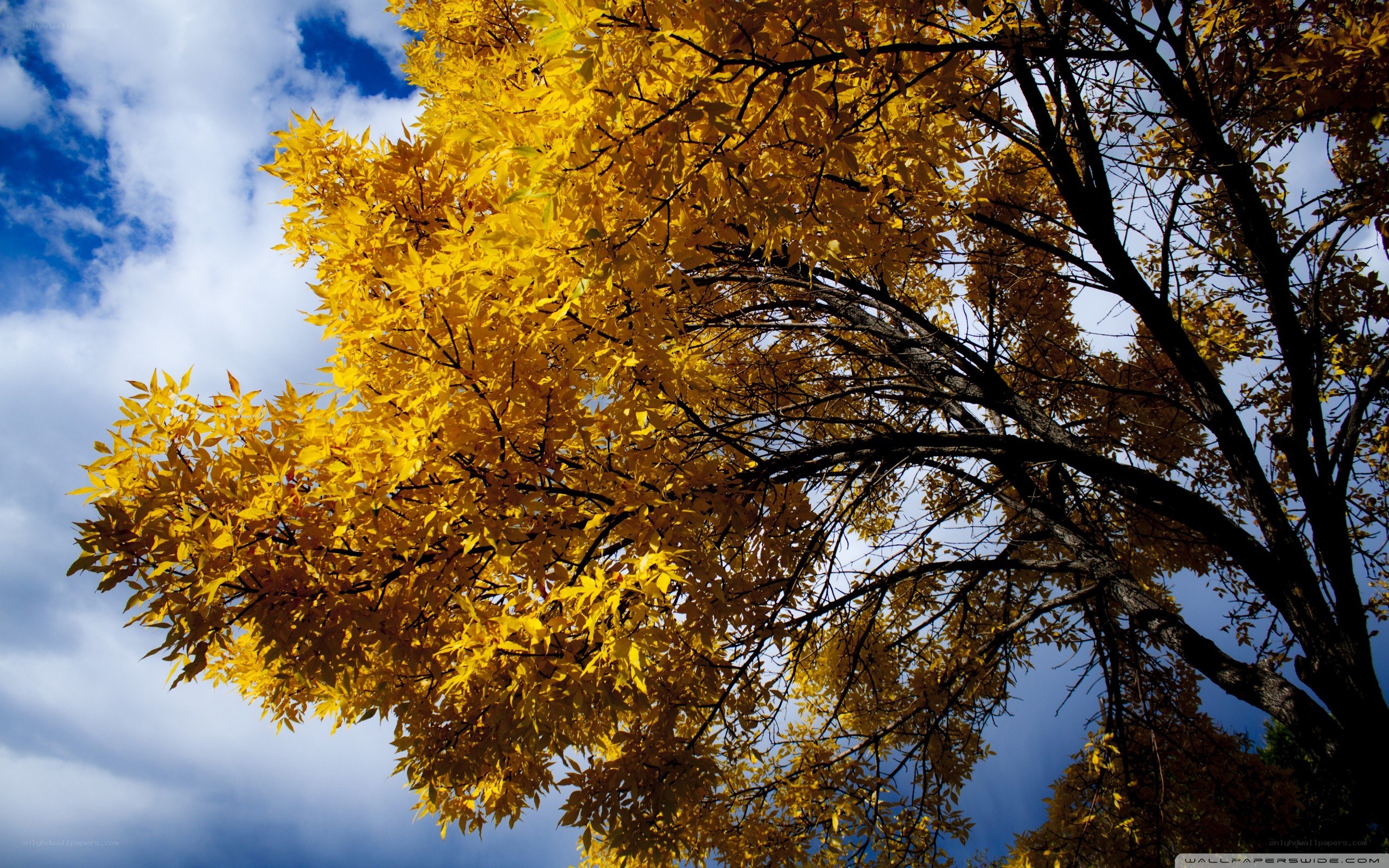 Autumn tree against blue sky
