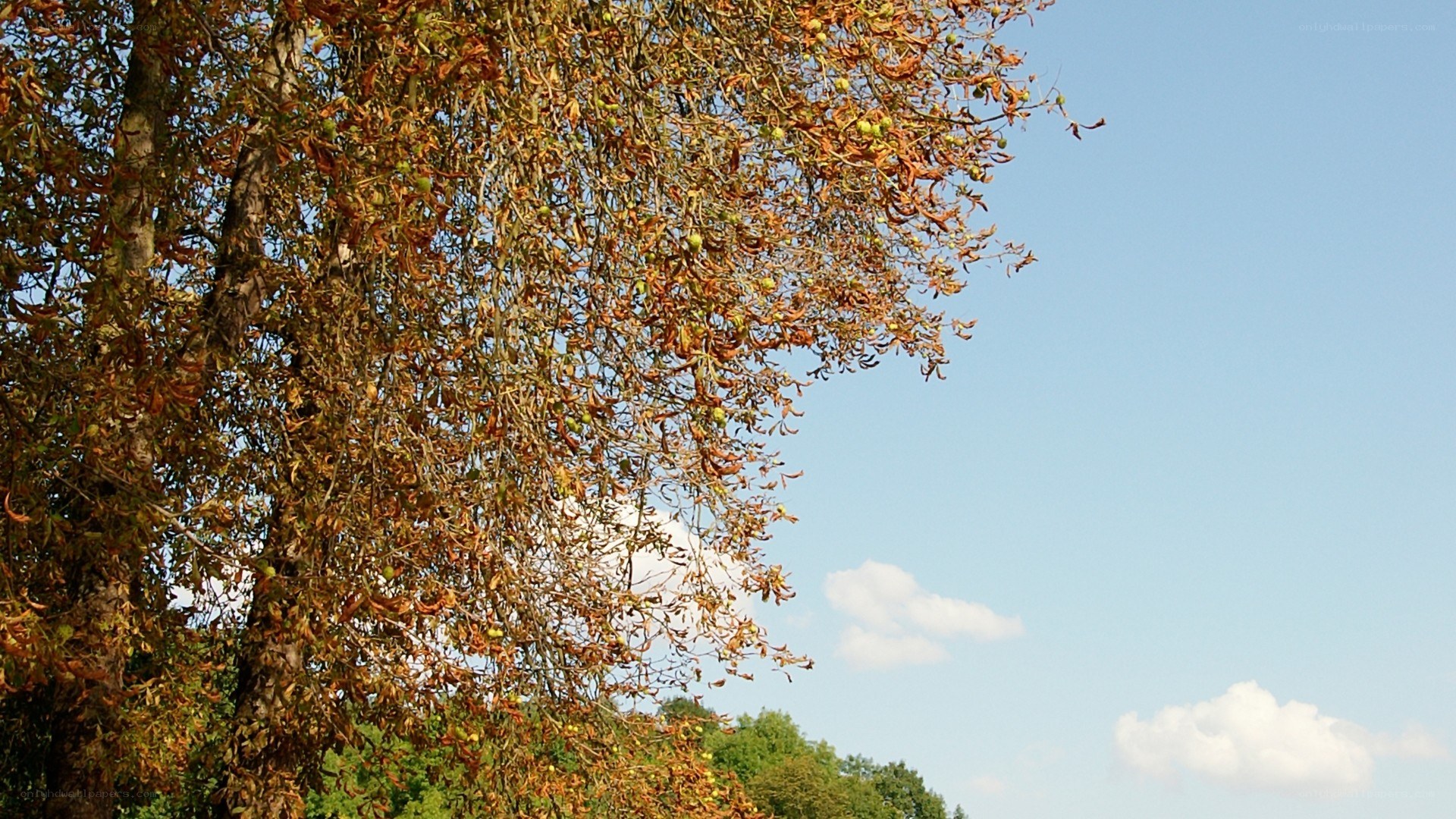 autumn tree against blue sky