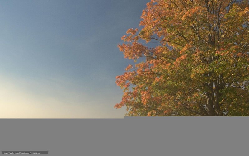 Autumn tree against blue sky
