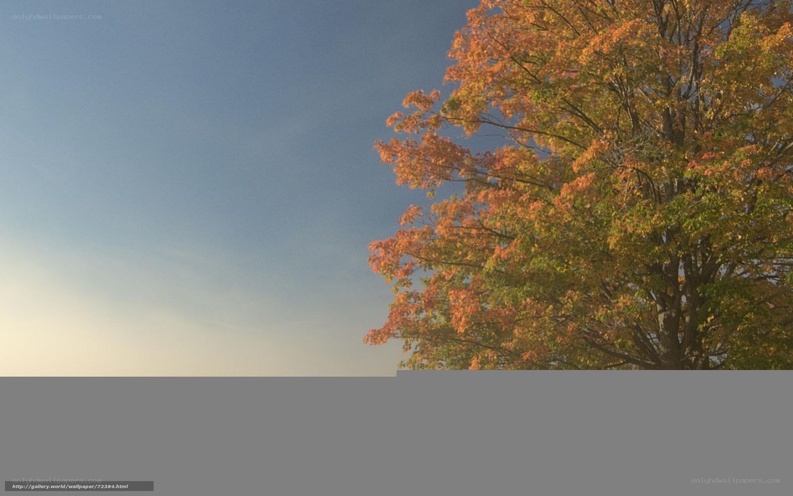 Autumn tree against blue sky
