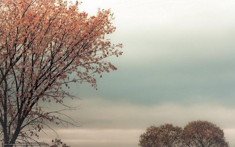 Autumn tree against cloudy sky