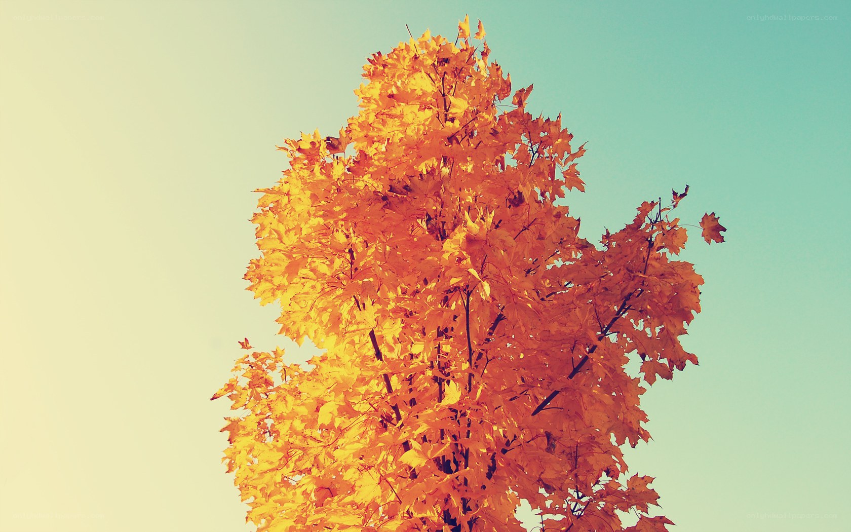 autumn tree against sky