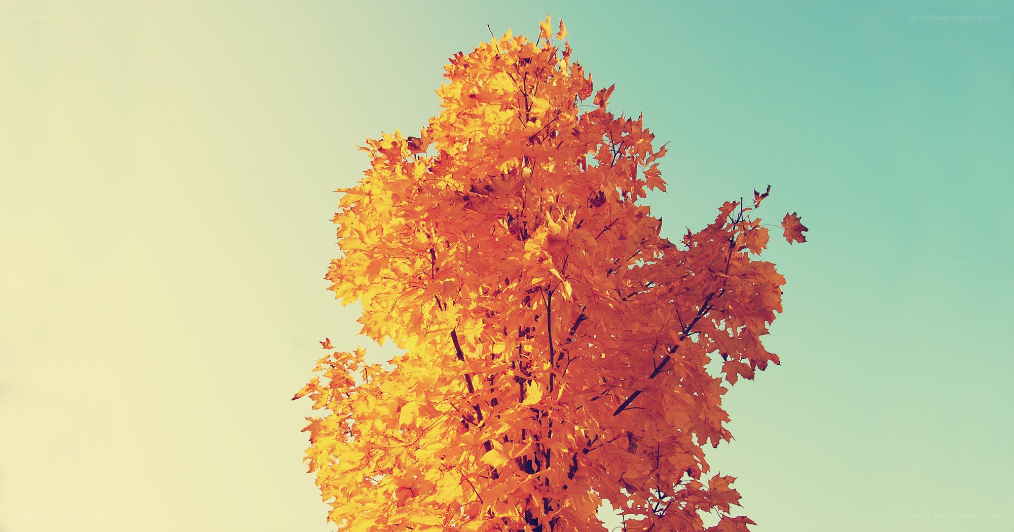 Autumn tree against sky