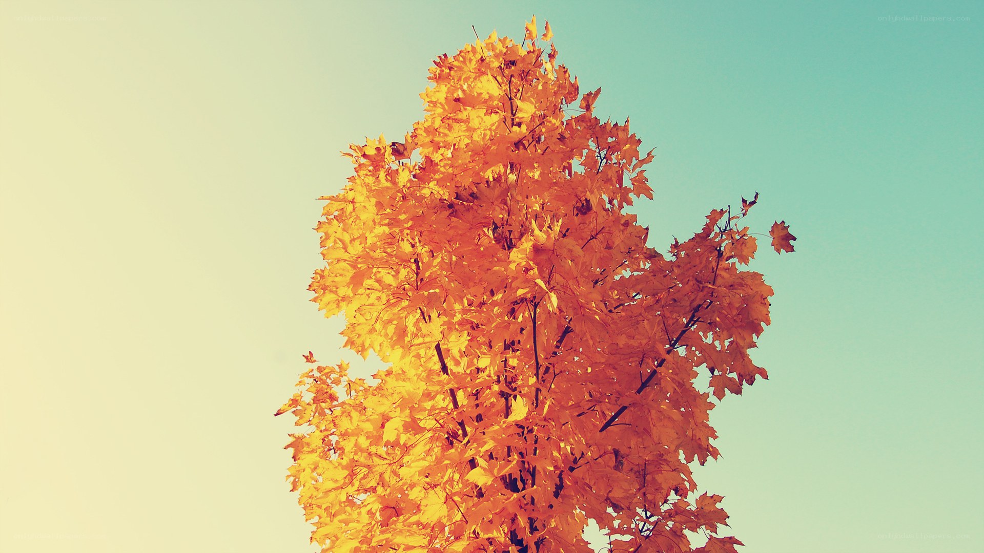 Autumn tree against sky