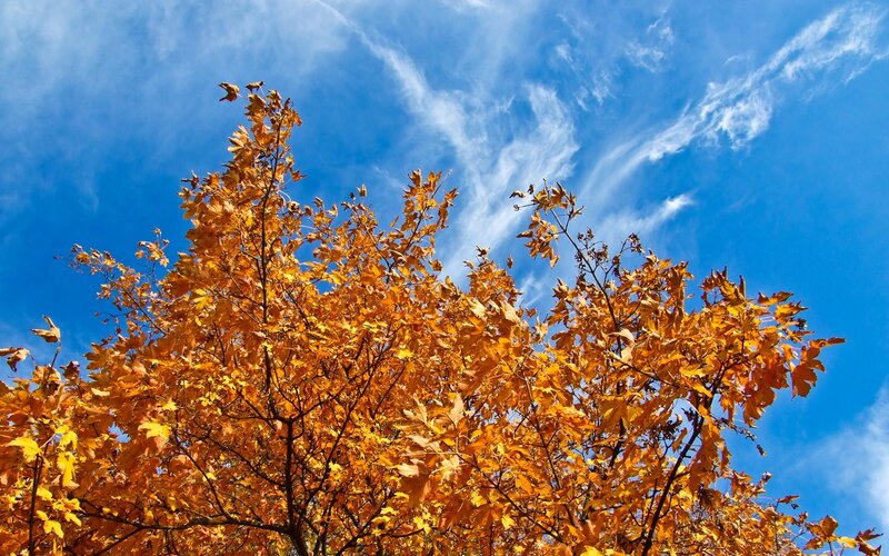 Autumn Tree Against Sky — Blue