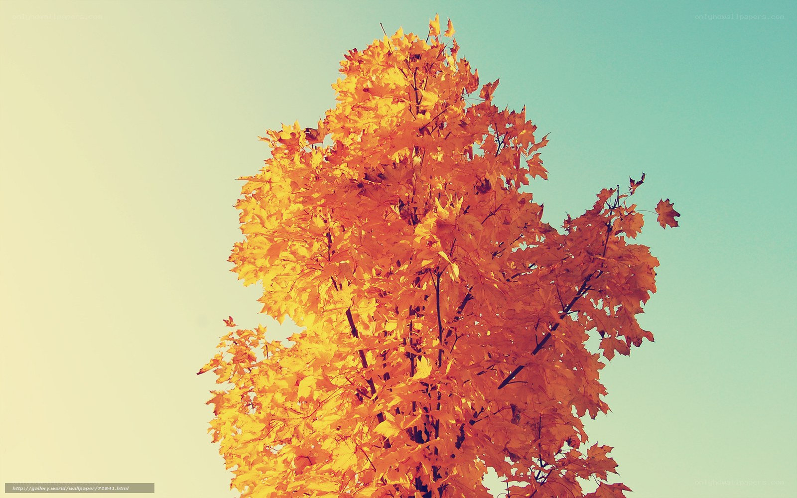 autumn tree against sky