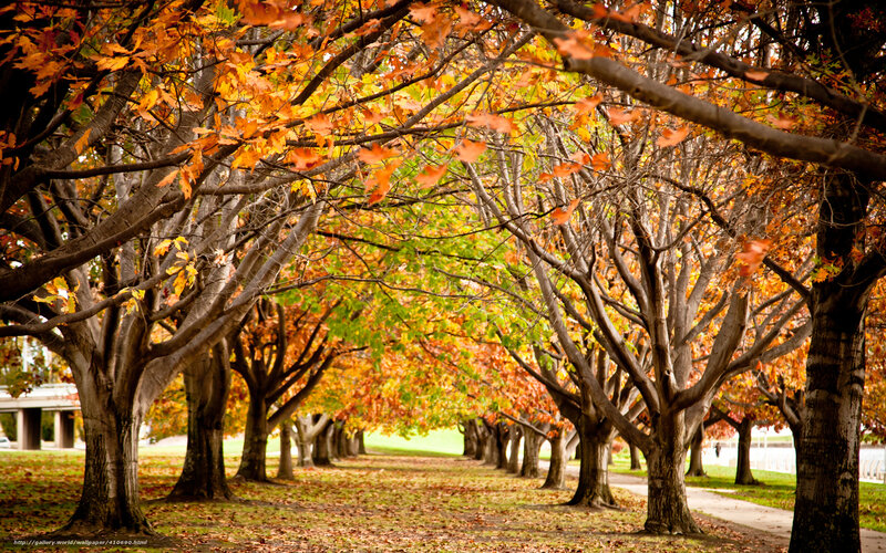 Autumn Tree Alley — Orange