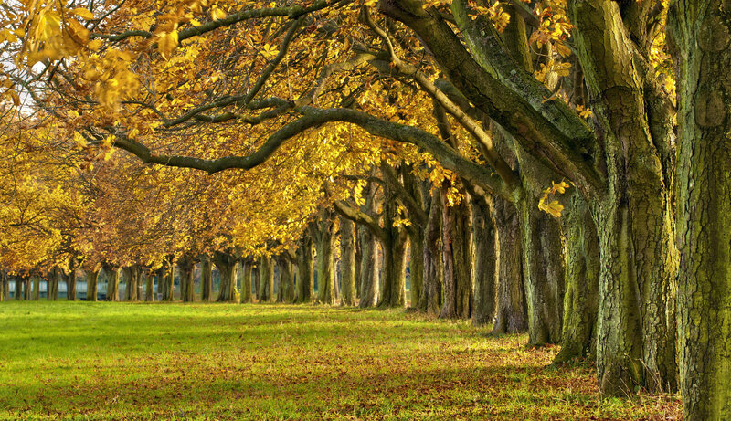 Autumn Tree Alley