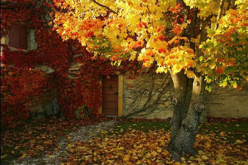 Autumn Tree and House