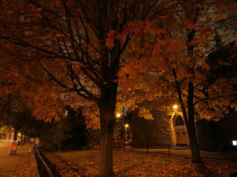 Autumn Tree at Night — Orange, Calm