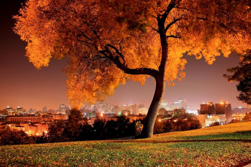 Autumn Tree at Night — Orange