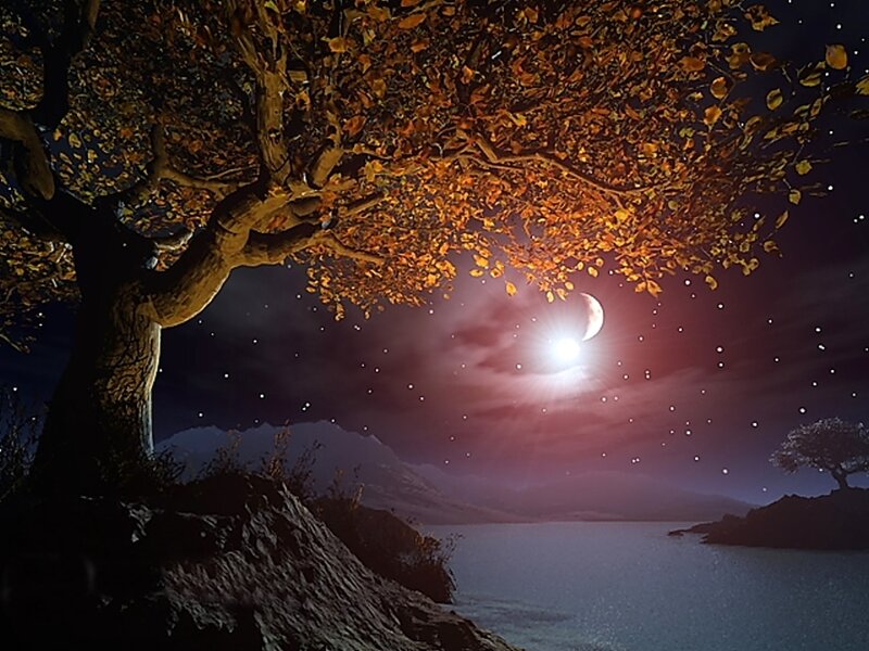 Autumn Tree at Night
