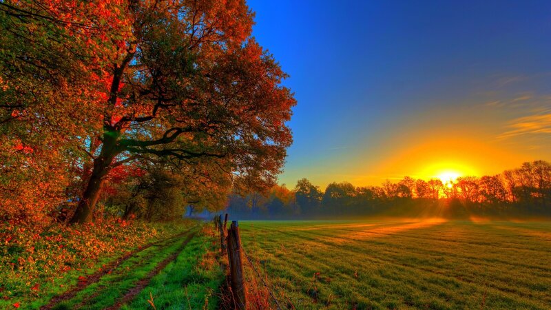 Autumn Tree at Sunrise — Blue, Serene