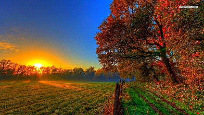 Autumn Tree at Sunrise — Blue