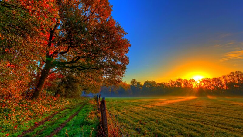 Autumn Tree at Sunrise — Orange