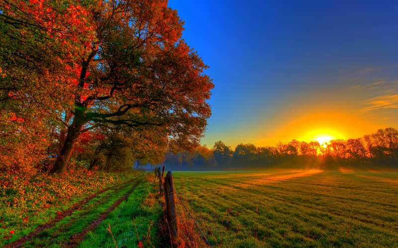 Autumn Tree at Sunrise