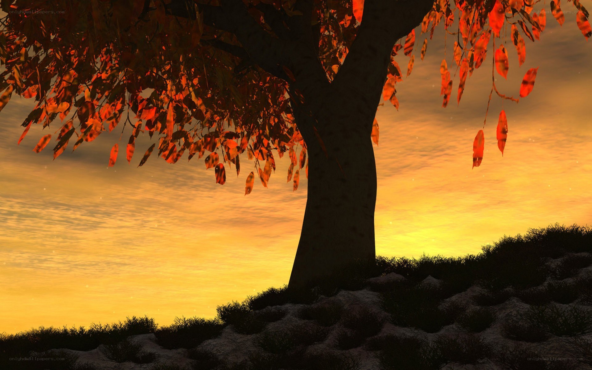 Autumn tree at sunset